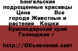 Бенгальские подрощенные красавцы. › Цена ­ 20 000 - Все города Животные и растения » Кошки   . Краснодарский край,Геленджик г.